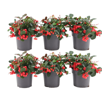 Buitenplant 6x Gaultheria procumbens 'Big Berry' - Pot Ø 12cm Hoogte ↕ 15-20cm