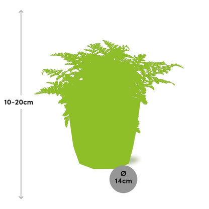 Kamerplant - Asplenium Parvati - Pot Ø 14cm