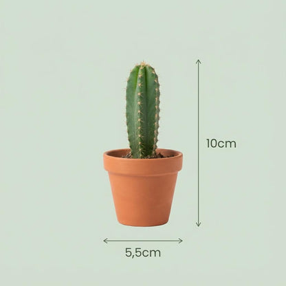 Kamerplant 9x Mini Cactus Mix - Terracotta Potten - Pot Ø 8,1cm Hoogte ↕ 5-10cm