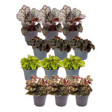 Kamerplant 12x Begonia Mix