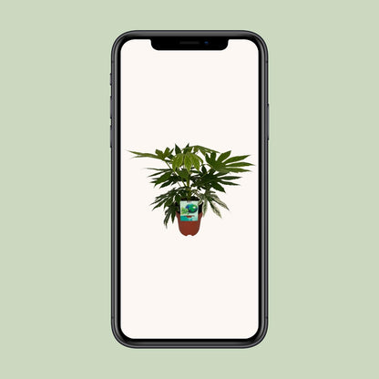 Kamerplant - Fatsia Japonica Variegata - Pot Ø 19cm Hoogte ↕ 60cm