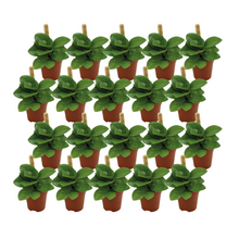 Kamerplant 20x Peperomia Obtusifolia Groen - Pot Ø 5,5cm Hoogte ↕ 10cm