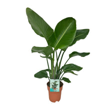 Kamerplant - Strelitzia Nicolai - Pot Ø 19cm Hoogte ↕ 90cm
