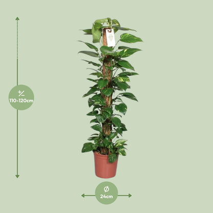 XL Kamerplant - Epipremnum Pinnatum aan Mosstok - Pot Ø 24cm Hoogte ↕ 120cm