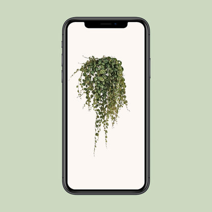 Kamerplant - Peperomia Prostrata - Pot Ø 11cm Hoogte ↕ 20cm