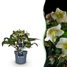 Buitenplant Helleborus 'Diamfire' - Groene bloem, groenblijvend, winterhard - Pot Ø 19cm Hoogte ↕ 40cm