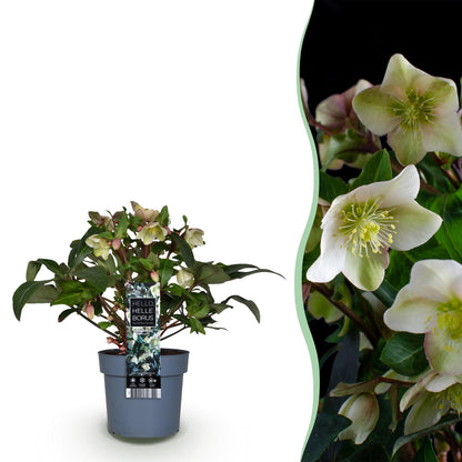 Buitenplant Helleborus 'Diamfire' - Groene bloem, groenblijvend, winterhard - Pot Ø 19cm Hoogte ↕ 40cm