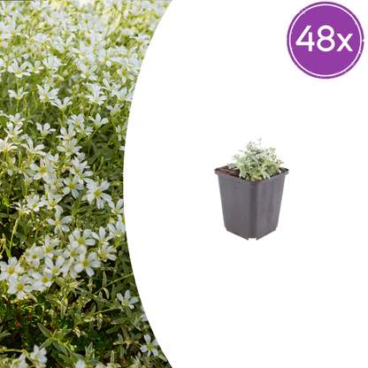 Buitenplant 48x Cerastium tomentosum - Bloeiend - Pot Ø 9cm Hoogte ↕ 10-25cm