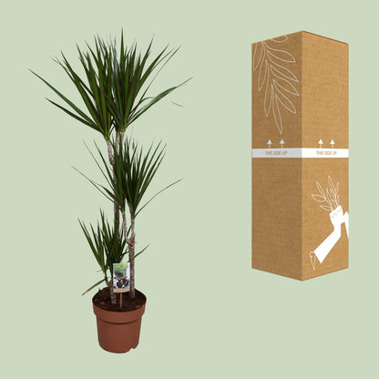 Kamerplant - Dracaena Marginata - Luchtzuiverend - Pot Ø 21cm Hoogte ↕ 120cm
