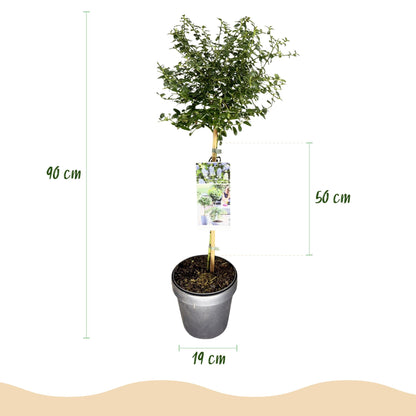 Buitenplant - Ceanothus thyrsiflorus Repens - Winterhard - Bloeiend - Pot Ø 19cm Hoogte ↕ 90cm