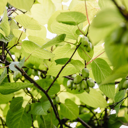 Buitenplant 2x Actinidia arguta 'Issai' - Fruitplant - Pot Ø 11cm Hoogte ↕ 40cm