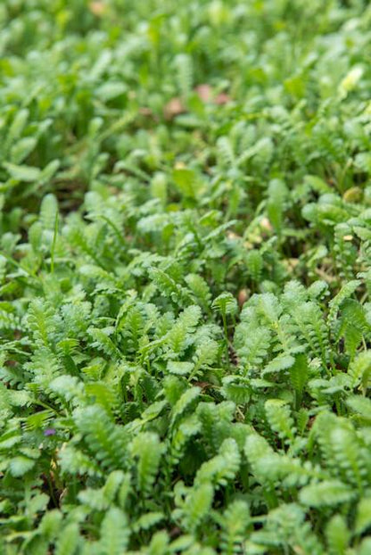 Buitenplant 6x Leptinella squalida - Pot Ø 9cm Hoogte ↕ 10-25cm