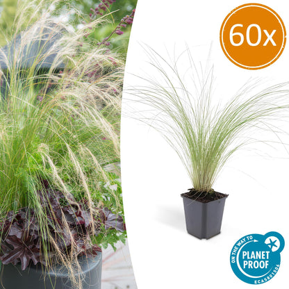 Buitenplant 60x Stipa tenuissima 'Ponytails' - Pot Ø 9cm Hoogte ↕ 10-25cm