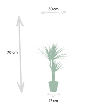 Kamerplant 2x Dracaena - Pot Ø 17cm Hoogte ↕ 90cm