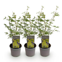 Buitenplant 3x Acer palmatum Emerald Lace - Bladverliezend - Pot Ø 12cm Hoogte ↕ 35cm