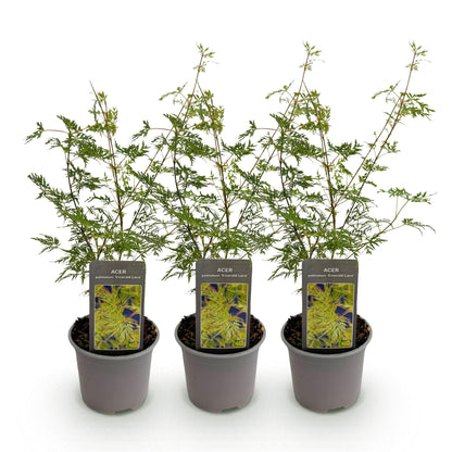 Buitenplant 3x Acer palmatum Emerald Lace - Bladverliezend - Pot Ø 12cm Hoogte ↕ 35cm