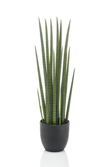 Kunstplant - Sansevieria Cylindrica - Vrouwentong - Hoogte ↕ 70cm