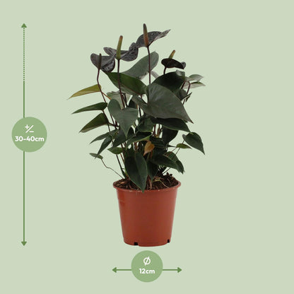 Kamerplant - Anthurium Black Love - Pot Ø 12cm Hoogte ↕ 36cm
