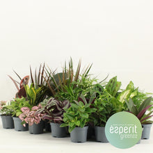 Kamerplant 24x Groenmix - Pot Ø 8,5cm Hoogte ↕ 10cm