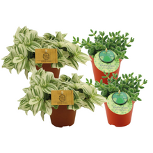 Kamerplant 4x Delosperma Echinatum & Tradescantia Brightness mix - Pot Ø 12cm Hoogte ↕ 20cm