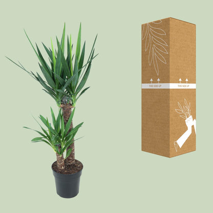 Kamerplant - Yucca Elephantipes - Pot Ø 21cm Hoogte ↕ 100cm