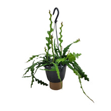 Kamerplant - Epiphyllum Anguliger - Pot Ø 14cm Hoogte ↕ 35cm