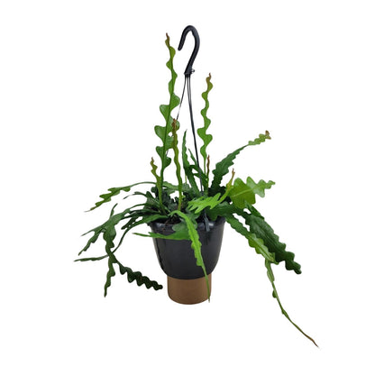 Kamerplant - Epiphyllum Anguliger - Pot Ø 14cm Hoogte ↕ 35cm