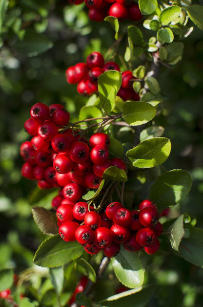 Buitenplant - Pyracantha coccinea Red Star - Pot Ø 23cm Hoogte ↕ 75cm