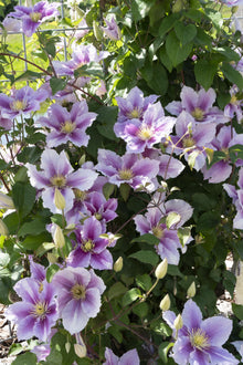 Buitenplant 4x Clematis Piilu - Bloeiend - Pot Ø 15cm Hoogte ↕ 65cm