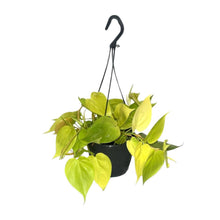 Kamerplant - Philodendron Lime - Pot Ø 15cm Hoogte ↕ 35cm