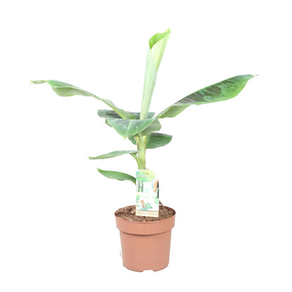 Kamerplant - Musa Dwarf Cavendish - Pot Ø 17cm Hoogte ↕ 60cm