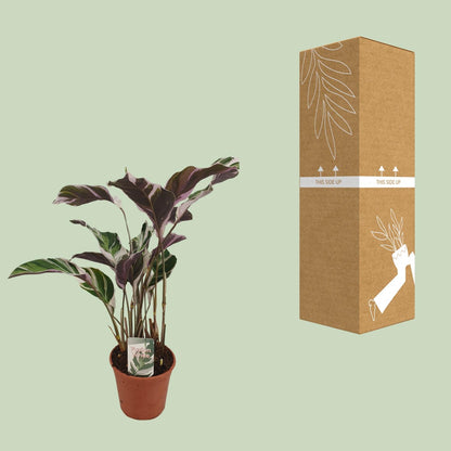 Kamerplant - Calathea 'Fusion White' - Pot Ø 14cm Hoogte ↕ 40cm