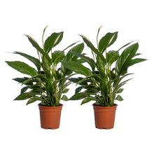 Kamerplant 2x Spathiphyllum Vivaldi - Pot Ø 17cm Hoogte ↕ 70cm