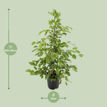 Kamerplant - Ficus benjamina Goldenking - Pot Ø 21cm Hoogte ↕ 95cm