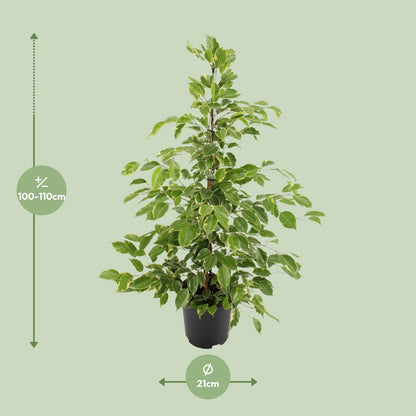 Kamerplant - Ficus benjamina Goldenking - Pot Ø 21cm Hoogte ↕ 95cm