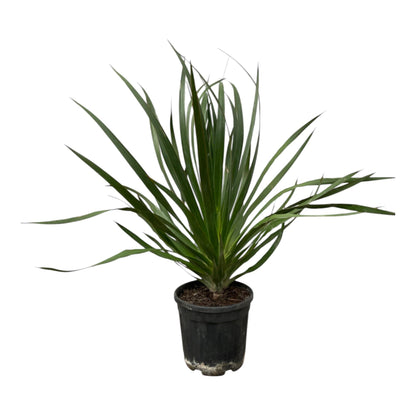 Kamerplant - Dracaena Draco - Pot Ø 24cm Hoogte ↕ 100cm