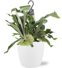 Kamerplant - Platycerium Bifurcatum - Pot Ø 17cm Hoogte ↕ 30cm