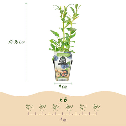 Buitenplant 3x Vaccinium corymbosum 'Northland' - Fruitplant Winterhard - Pot Ø 9cm