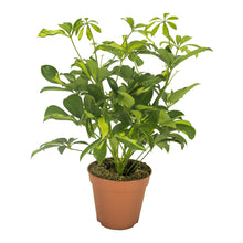 Kamerplant - Schefflera Gerda - Pot Ø 13cm Hoogte ↕ 35cm