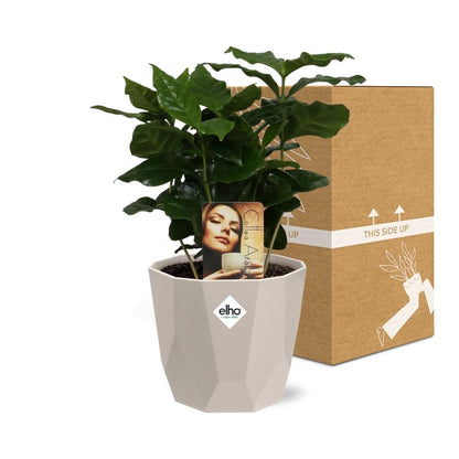 Kamerplant - Coffea Arabica - Incl. sierpot - Pot Ø 14cm