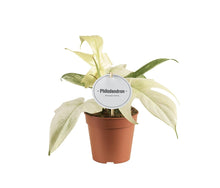 Kamerplant - Philodendron Florida Ghost - Pot Ø 12cm Hoogte ↕ 30cm
