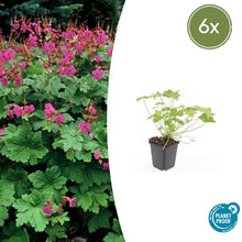 Buitenplant 6x Geranium macr. 'Czakor' - Bloeiend - Pot Ø 9cm Hoogte ↕ 10-25cm