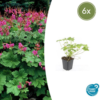 Buitenplant 6x Geranium macr. 'Czakor' - Bloeiend - Pot Ø 9cm Hoogte ↕ 10-25cm