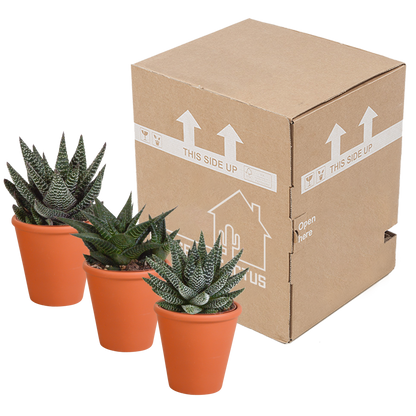 Kamerplant 3x Gasteria/Haworthia mix - Incl. terracotta pot - Pot Ø 8,5cm
