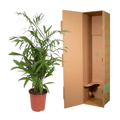 Kamerplant - Chamaedorea Seifrizii - Luchtzuiverend - Pot Ø 27cm Hoogte ↕ 140cm