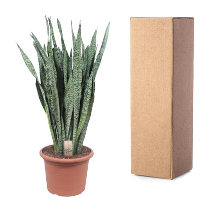 Kamerplant - Sansevieria Zeylenica - Pot Ø 35cm Hoogte ↕ 110cm
