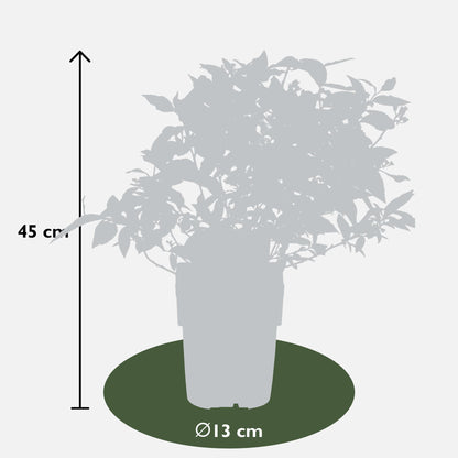 Buitenplant 6x Vaccinium corymbosum - Bloeiend - Pot Ø 13cm Hoogte ↕ 45cm