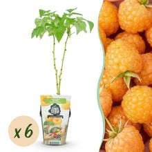 Buitenplant 6x Rubus idaeus Fallgold - Gele Framboos, Winterhard - Pot Ø 9cm