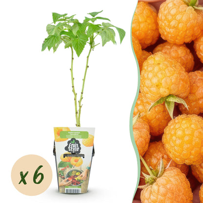 Buitenplant 6x Rubus idaeus Fallgold - Gele Framboos, Winterhard - Pot Ø 9cm