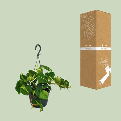 Kamerplant - Philodendron Scandens Brasil - Pot Ø 15cm Hoogte ↕ 35cm